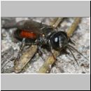 Tachysphex obscuripennis - Grabwespe w10e 9mm Sandgrube Niedringhaussee.jpg